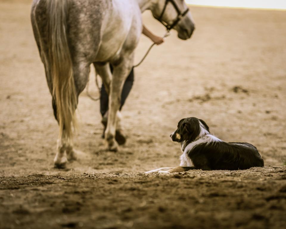 Western Pleasure Guest Ranch ساندبوينت المظهر الخارجي الصورة